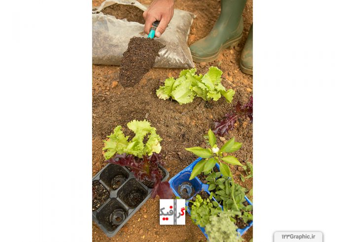کاشتن و نشا کردن گیاه سبز در خاک مناسب