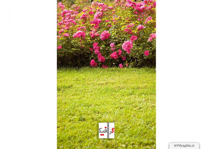 بوته گل رز صورتی رنگ زیبا در یک چمن زار سرسبز