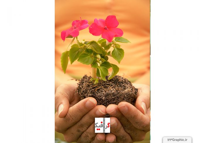 گل زیبای صورتی رنگ با خاک و ریشه که با دست گرفته شده است
