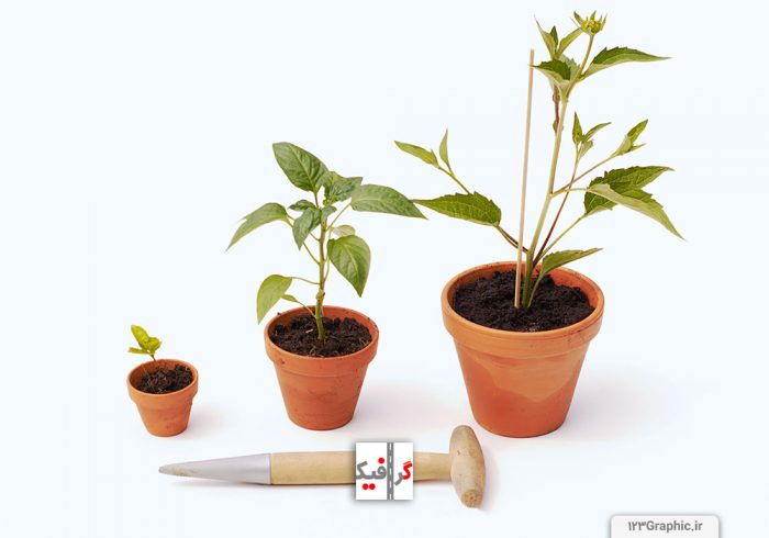 گیاهان کاشته شده در اندازه و سایز ها ی مختلف