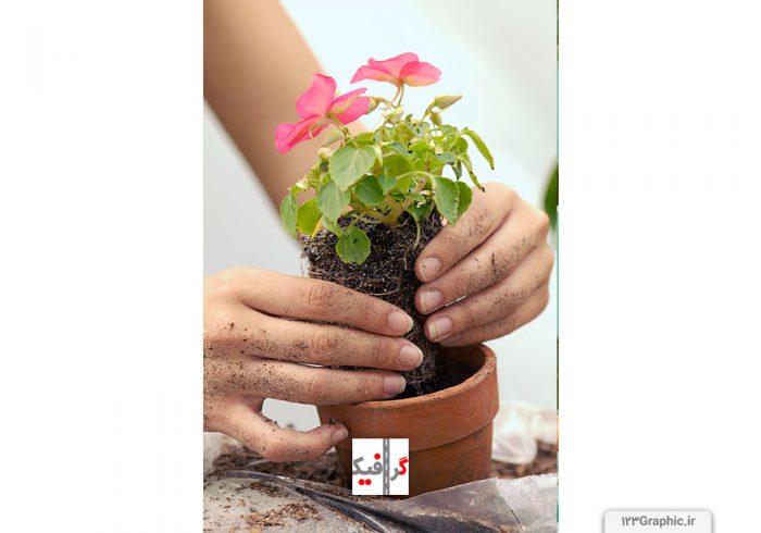 دستانی خاک آلود در حال کاشتن گل زیبای صورتی رنگ در خاک گلدان